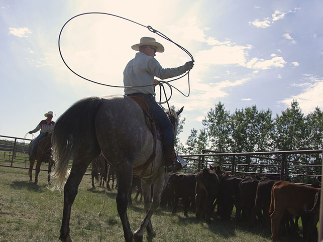 day work horse program