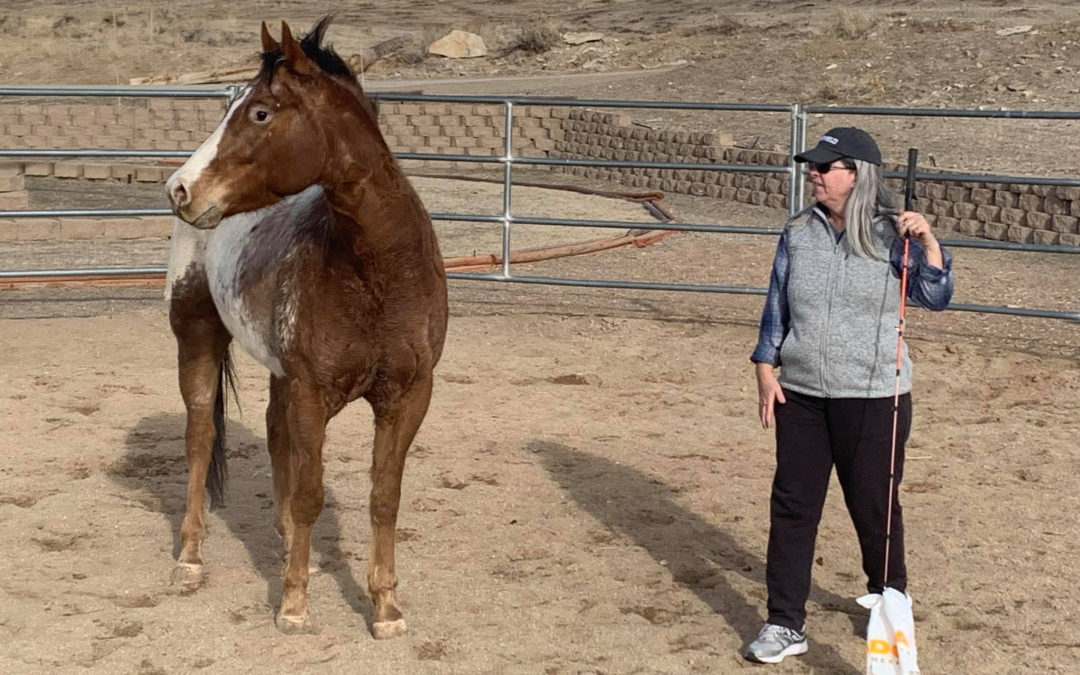 Meeting Needs: Working With the “Mind” Horse in the Round Pen